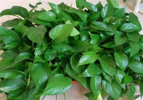 绿萝怎么才不烂根黄叶,绿萝过冬不断黄叶是这几点在作祟