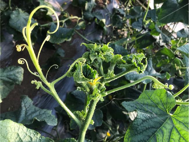 黄瓜怎样施肥才能丰产,最丰产的黄瓜品种