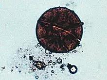 鱼类水产养殖需要哪些藻类,水产养殖显微镜下各种藻类