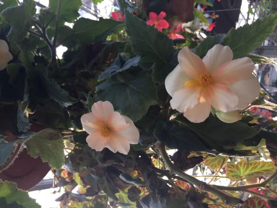 江阴嘉茂国际花鸟园,江阴嘉茂国际花鸟园什么时候再开