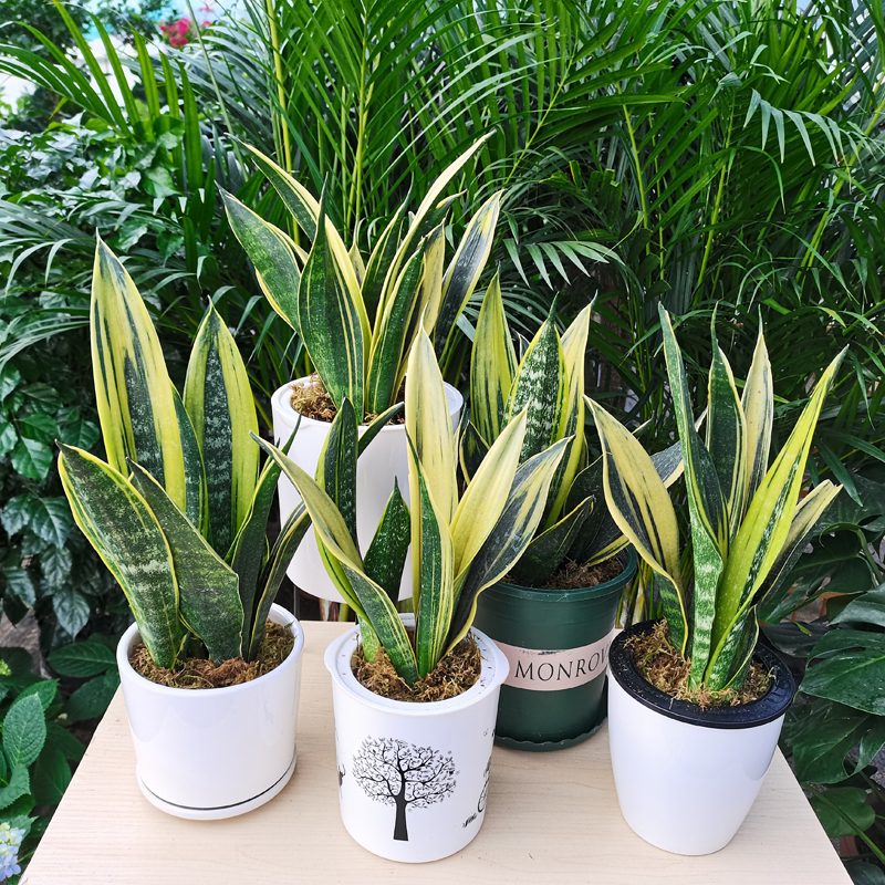 适合邻居养的十种花,养这7种花大人小孩都能养好