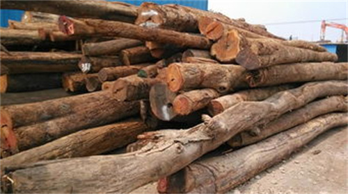 斧头砍不动树木,斧头砍不动