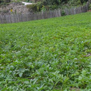 独活与羌活的植物区别图片,羌活属植物都有什么