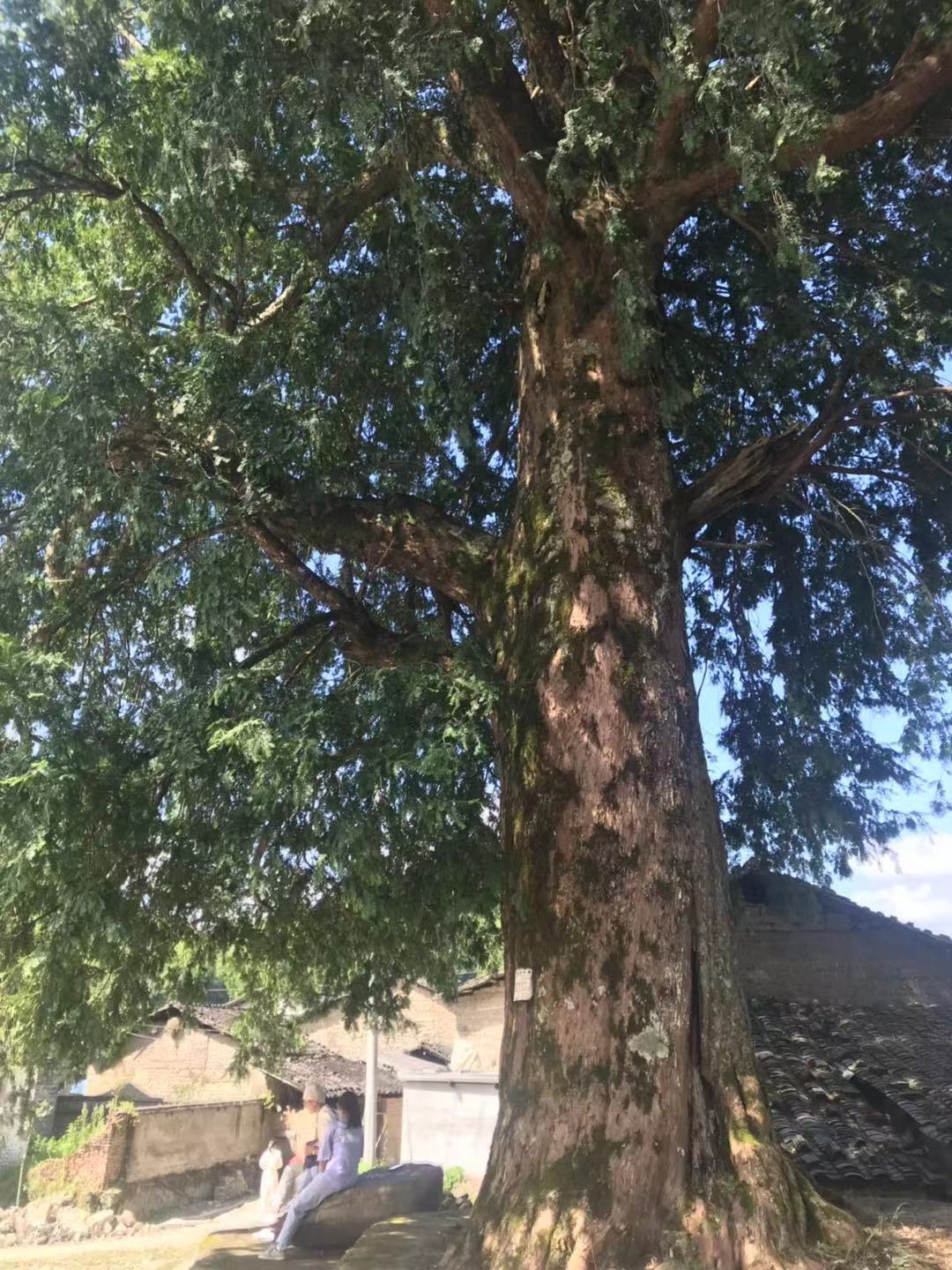 丹溪红曲酒由来,红曲造酒