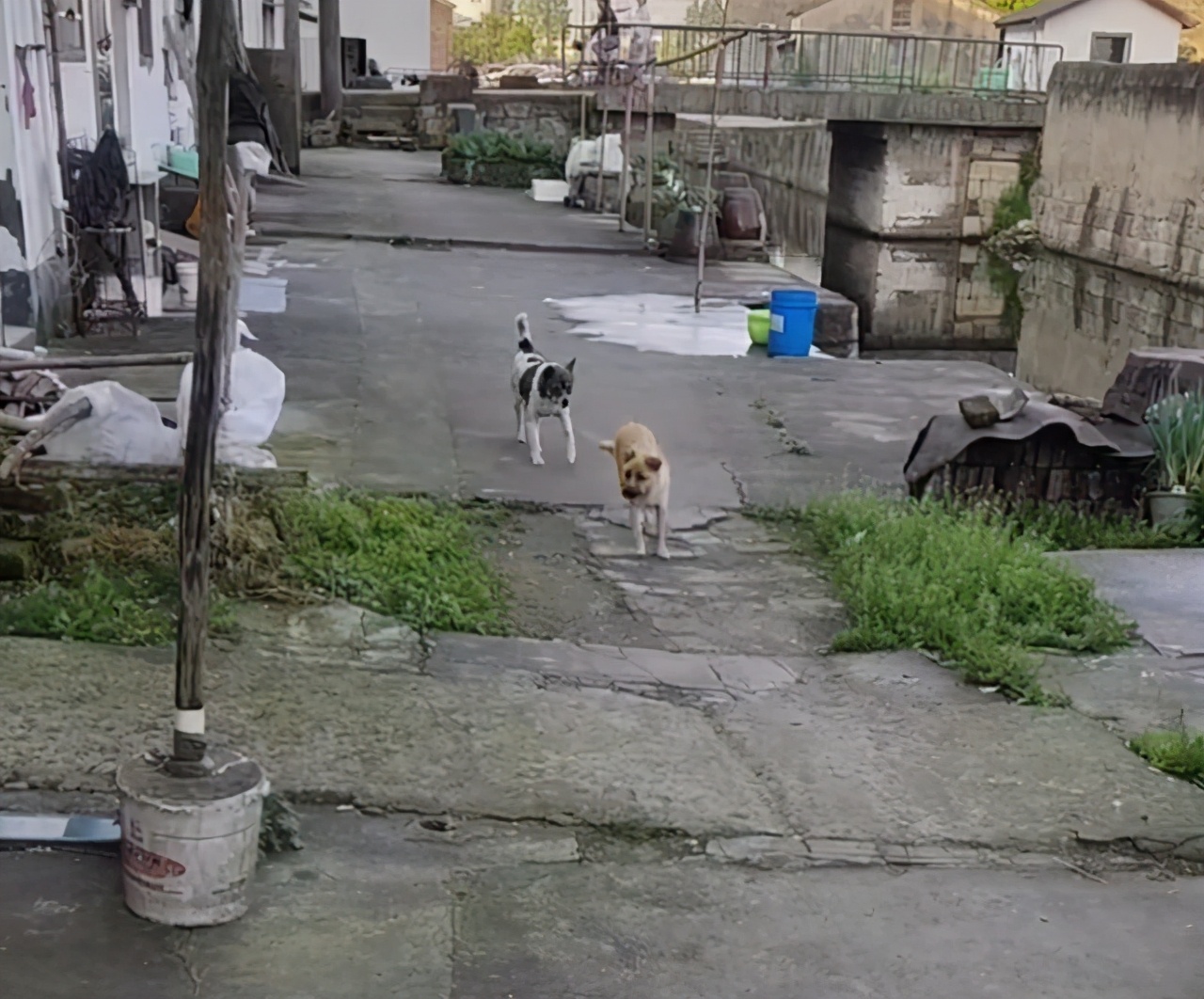 好心人救助落水狗有爱心,好心人救出几只被困小狗