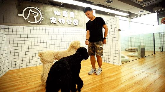 「椒霸霸×1CAKE」联名来啦！只要28.9元，和爱宠共享悠然午后