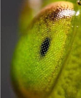 动物侠记：双刀客螳螂，双刀斗遍武林豪杰，却是个怕老婆的主