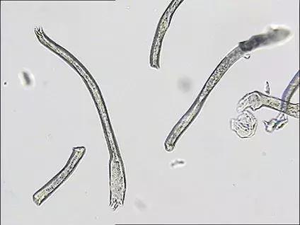 纺织纤维与面料分析介绍,天然纤维面料基础知识大全