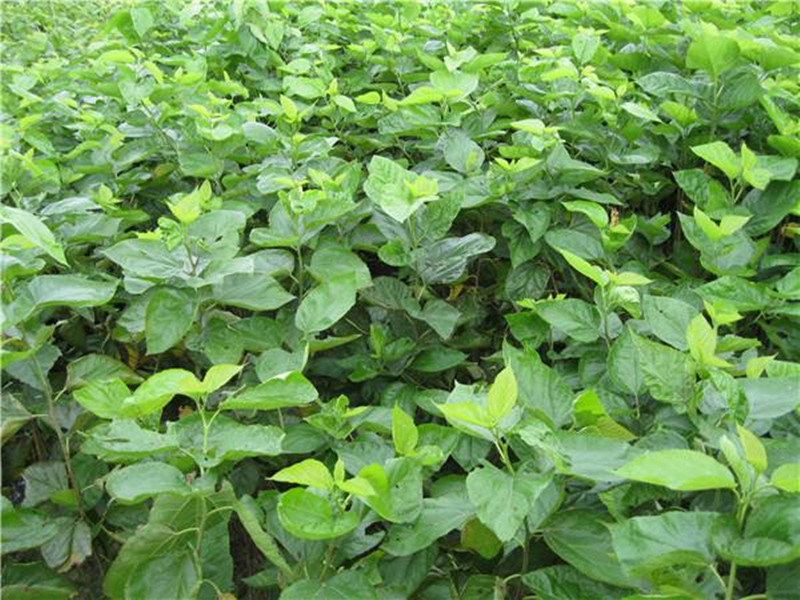 饲料桑种苗,饲料桑是什么