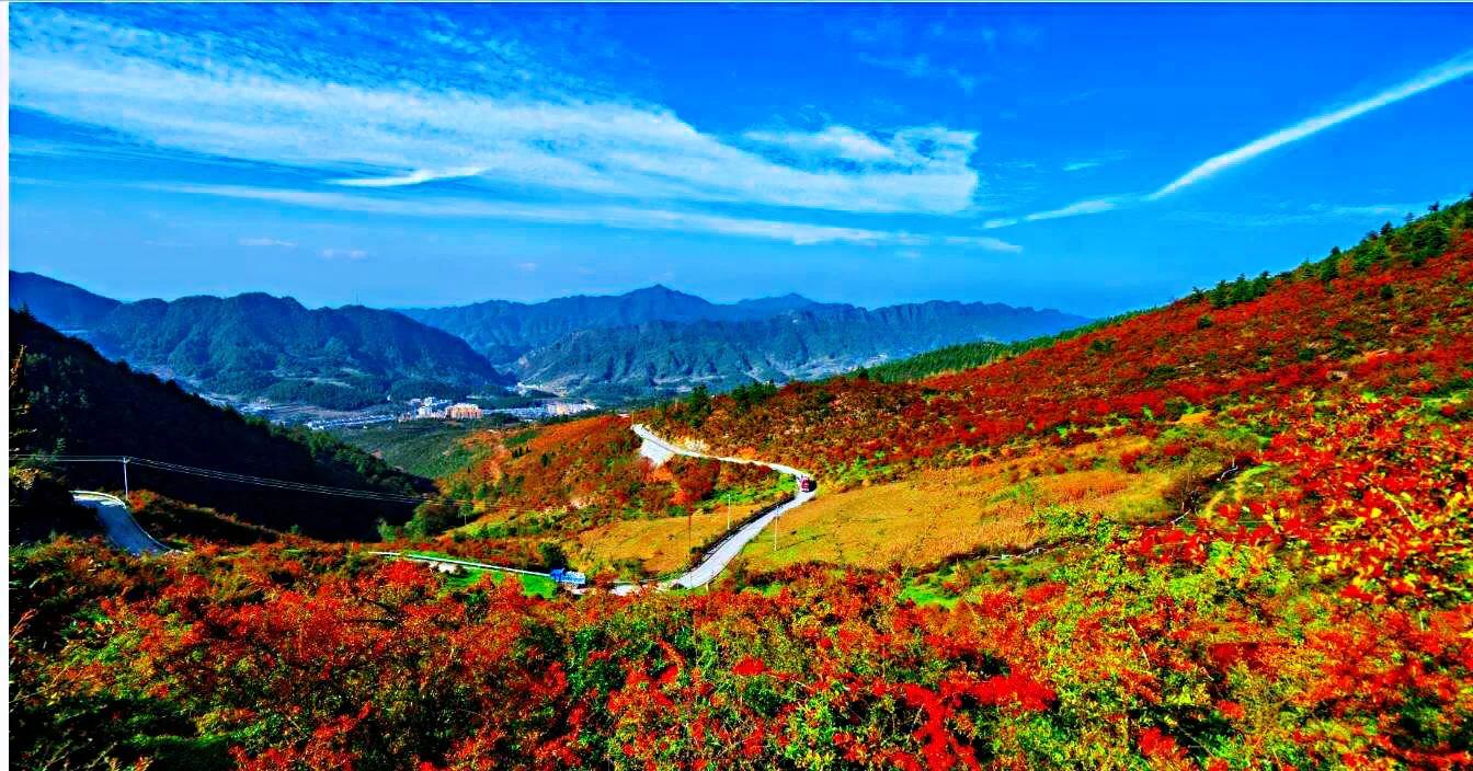 火棘树挂满果图,火棘花开