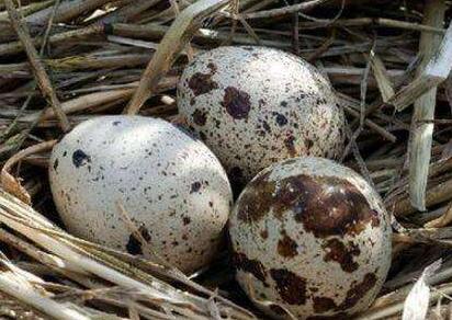 红皮鸡蛋和鹌鹑蛋“上榜”，被查出违禁兽药，生鲜超市受牵连