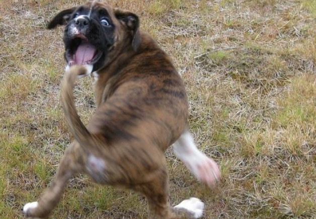 狗狗断尾失败有影响吗,狗狗断尾真的是对狗好吗