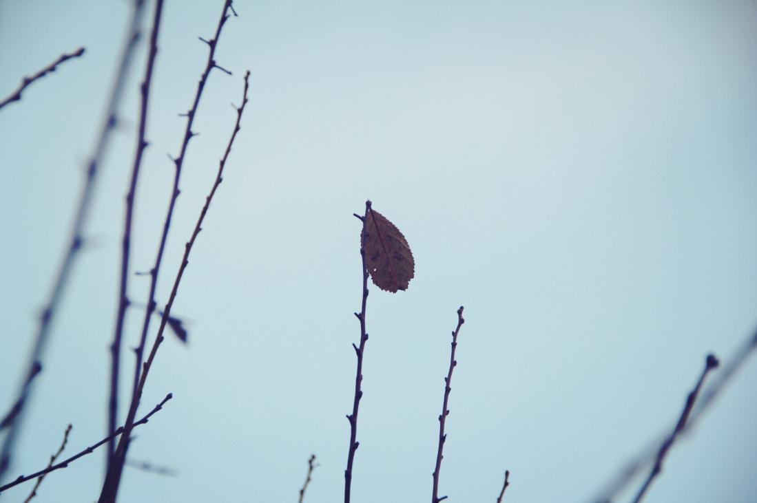 麦琪的礼物欧亨利式结尾,麦琪的礼物欧亨利英语读后感