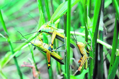 4000亿蝗虫为什么会出现,蝗虫为什么无法灭绝