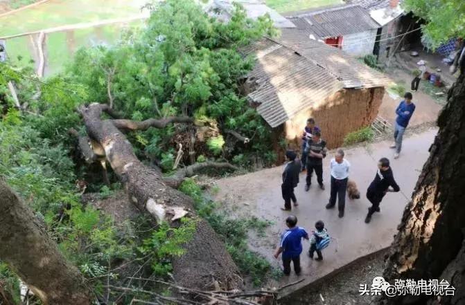 一棵被保护的百年古树,一棵百年的古树被雷击