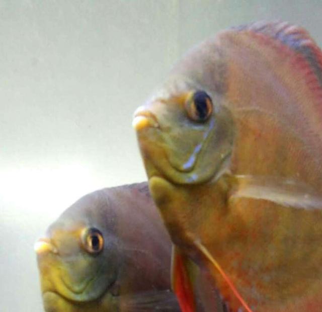 养观赏鱼会遇到什么问题,饲养的观赏鱼不愿意吃食怎么办