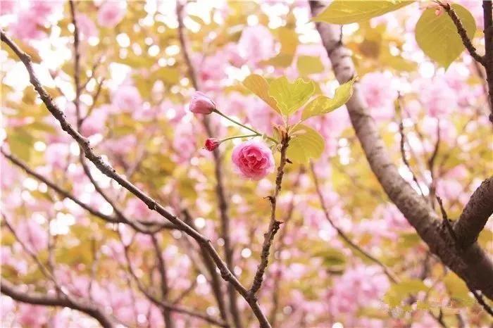 不输日本的3个赏樱地,何必舍近求远国内10大赏樱胜地