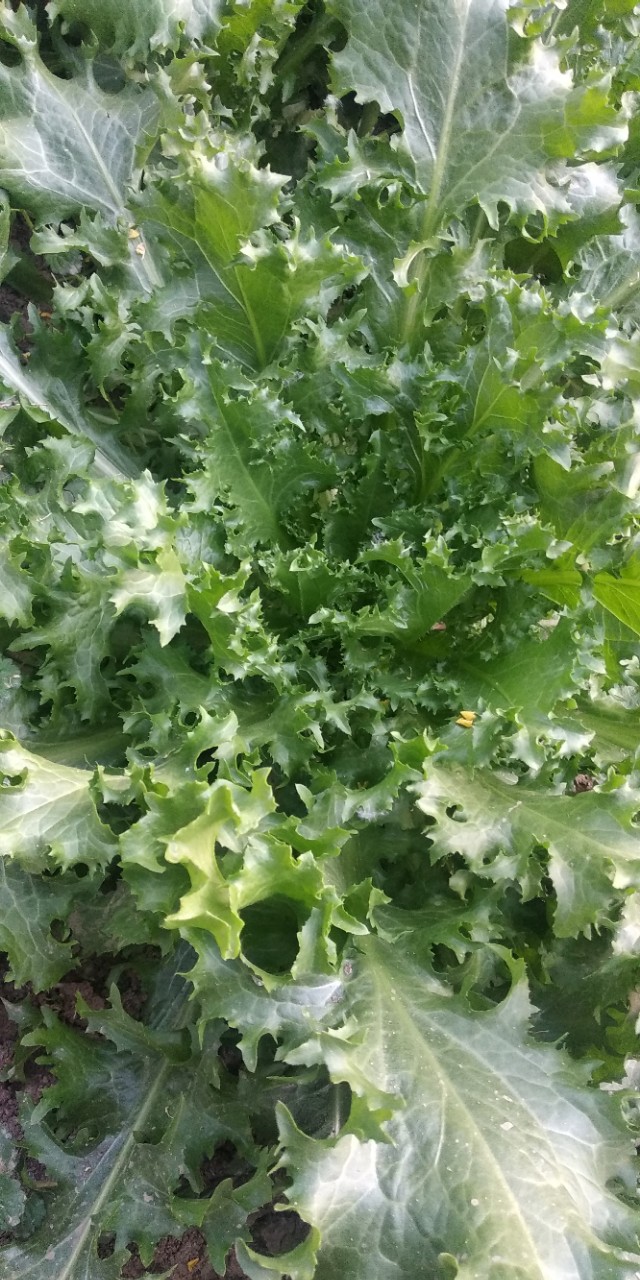 园子里的菜都有什么,园子里的菜