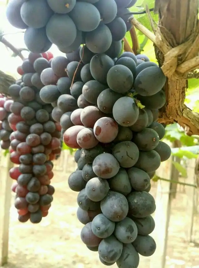 秋天扦插花苗,秋天扦插的小苗