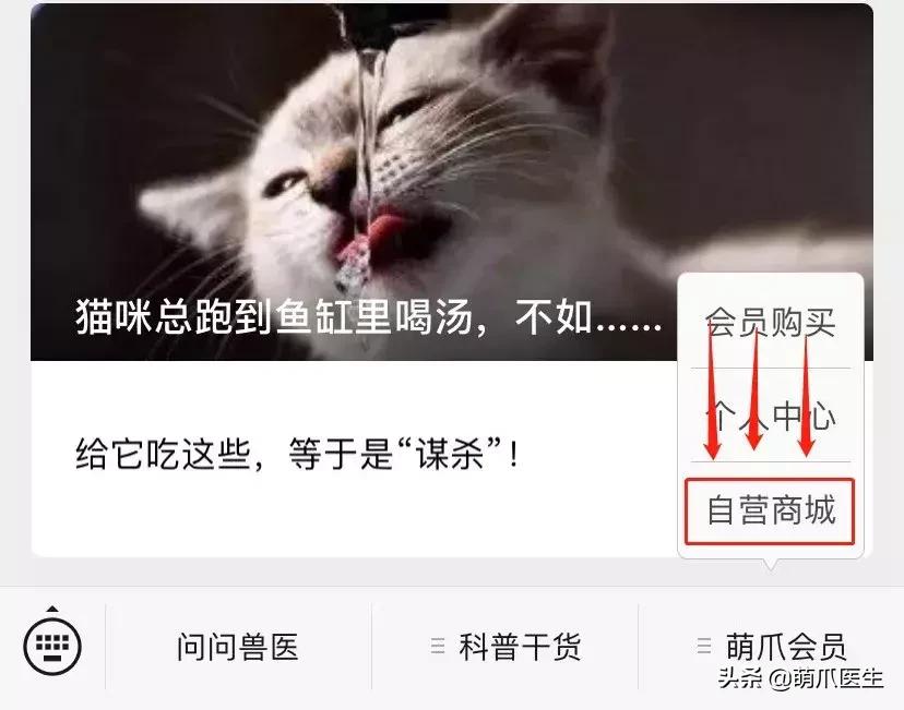 足不出户就能在线治猫病,24小时猫病在线咨询