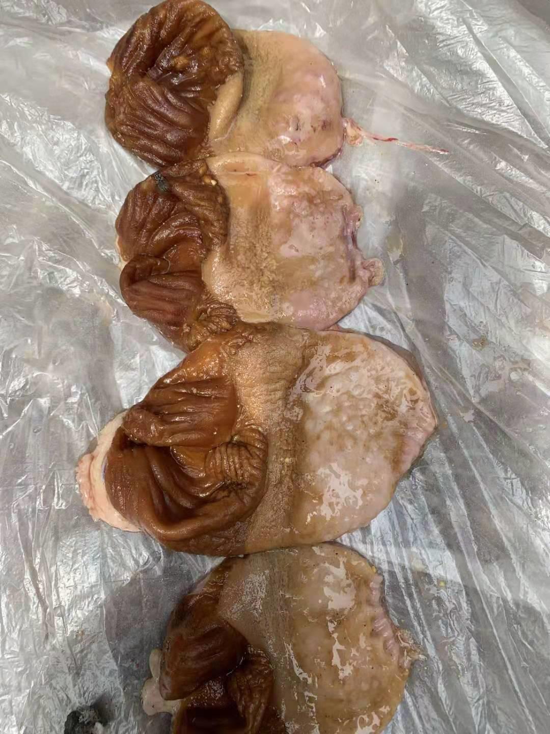 鸡病快速判断处理方法大全图解,鸡群粪便的不同预示着病情也不同