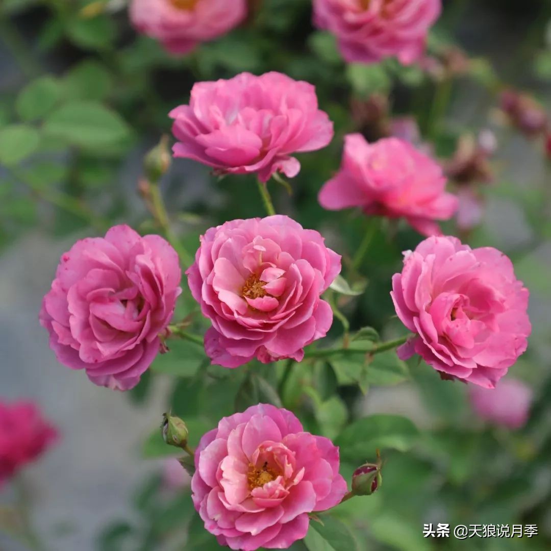 四月最浪漫的蔷薇花,最浪漫的四月花