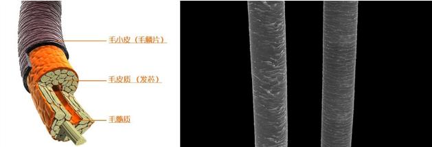 明星袁咏仪代言的防脱洗发水,不输大牌香水的洗发水