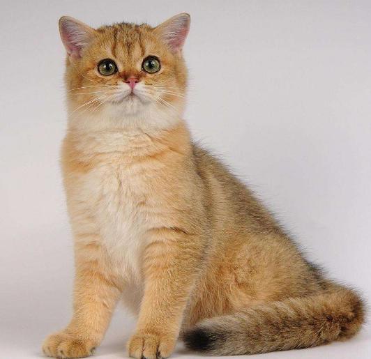 布偶猫加菲猫串串白色,布偶猫猫掉毛最好的解决办法