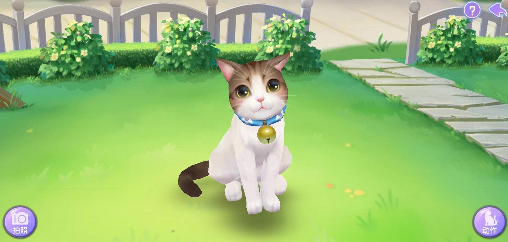 猫咪哪个品种最可爱最好养又聪明,哪个品种傲娇猫咪最好养活