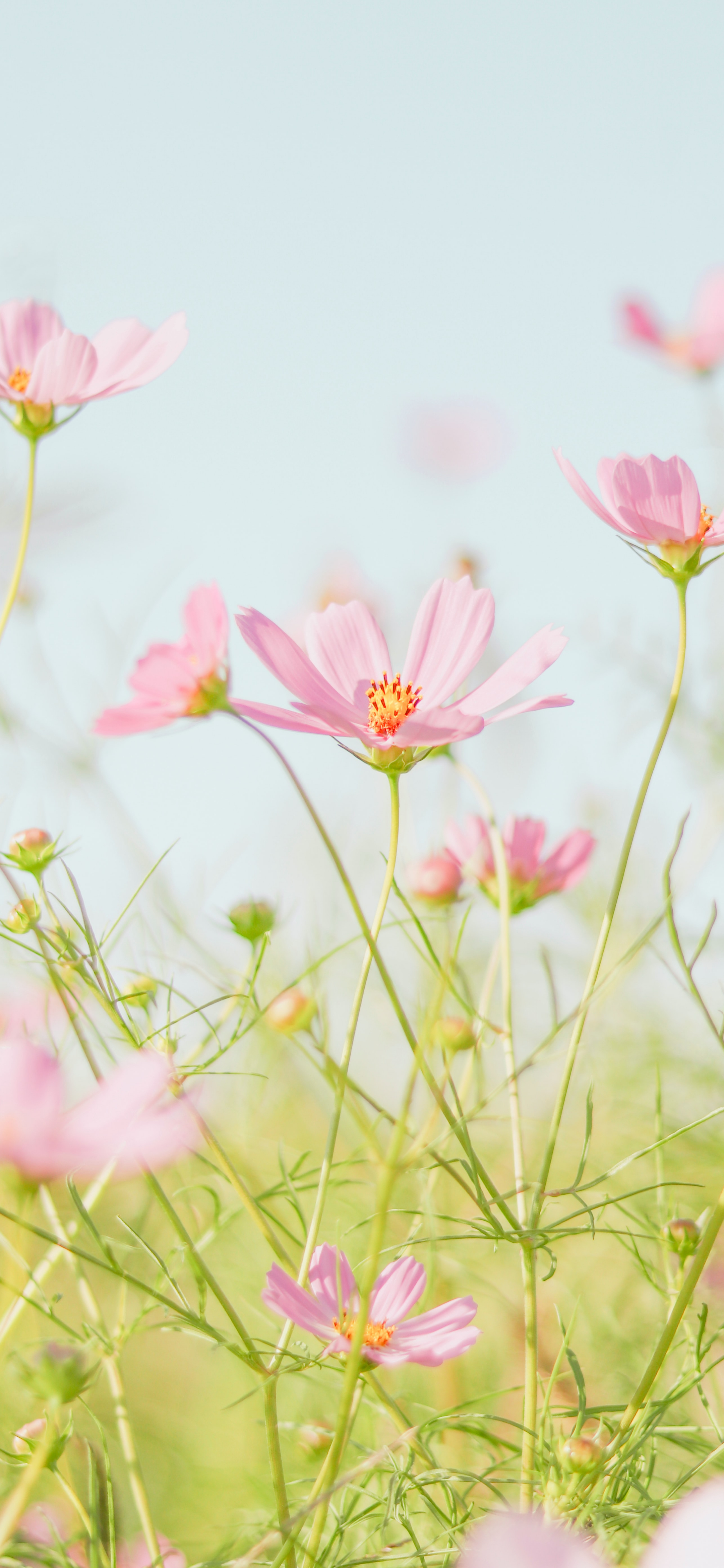 九款惊艳的壁纸推荐,精选壁纸3788