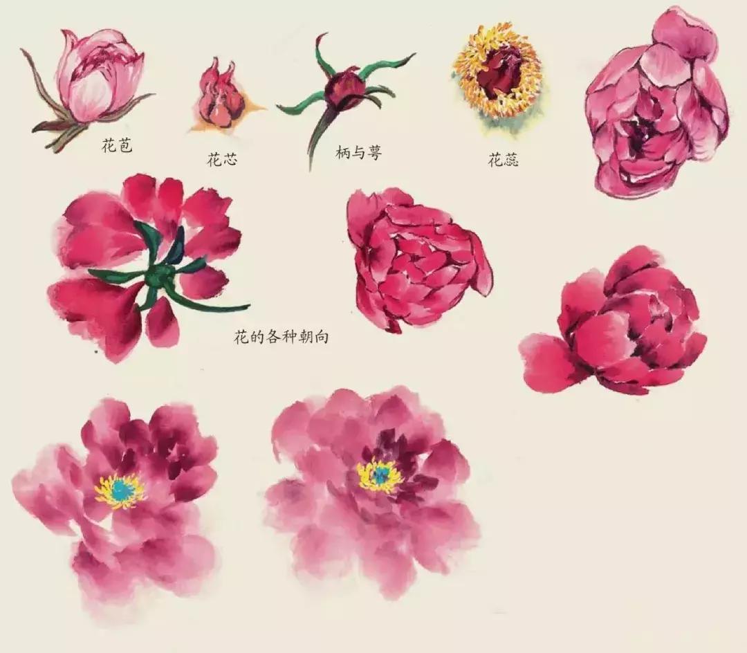 国画中各种花卉的画法,国画花卉画法步骤视频教程