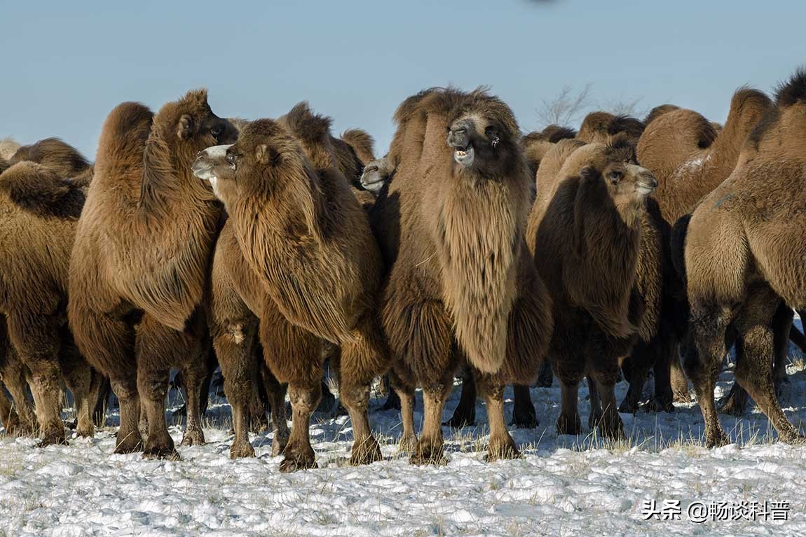 中国骆驼分布在哪里,骆驼中国哪里有