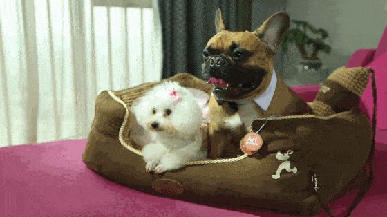 英国珀婷pertine除螨喷雾剂,瑞士珀婷pertine除螨喷雾剂