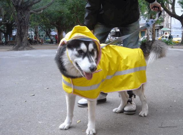 梅雨天气养狗怎样预防,梅雨季节养狗应该注意什么