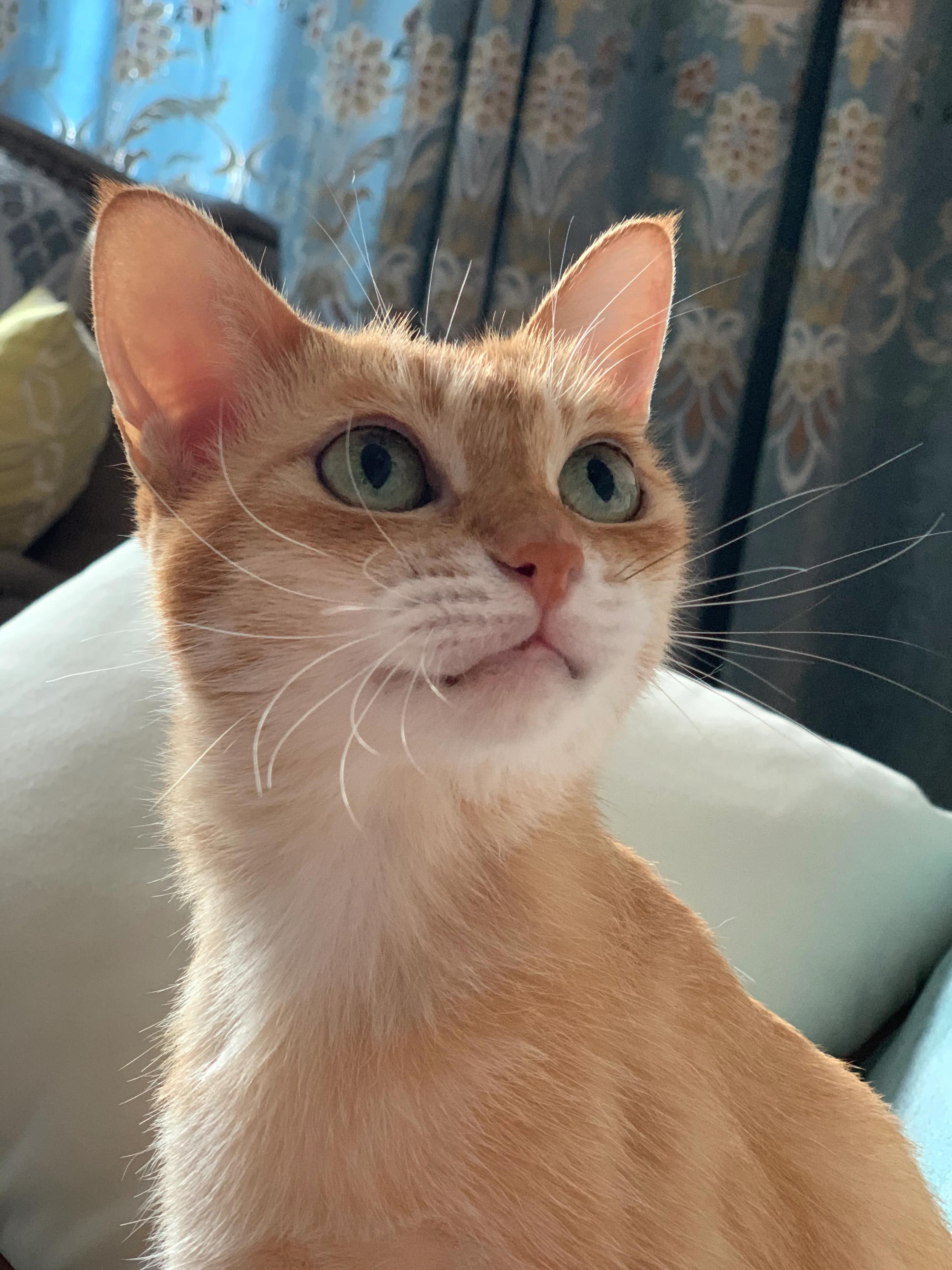 猫脓肿的治疗方案,猫咪肛门腺溃烂反复发作怎么治疗