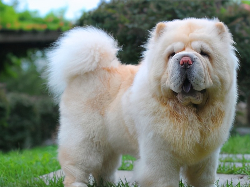 松狮犬的喂养与护理方法,松狮犬吃什么比较好养呢