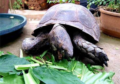 新手养龟要注意龟的哪些事项,新手养龟的十大注意事项