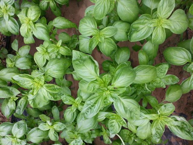 可以食用的香料植物,农村可以炒菜当香料的植物