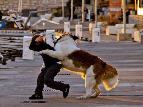狗狗老是咬自己的后腿是怎么回事,狗狗想咬幼猫怎么办