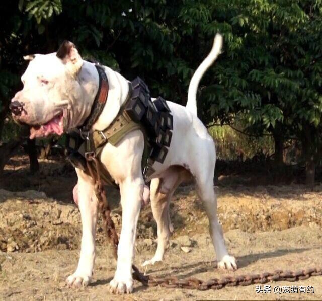 库达犬vs土佐犬咬合力,公认十大最好养的猛犬