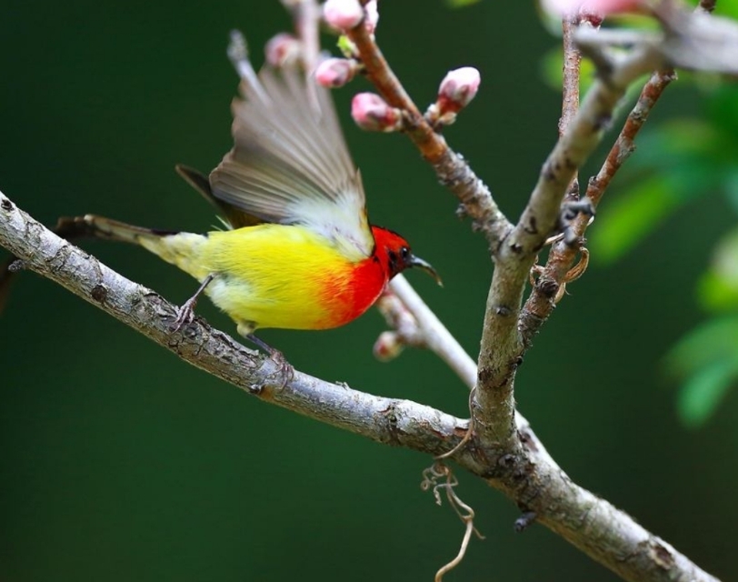 太阳鸟品质,太阳神鸟绝美