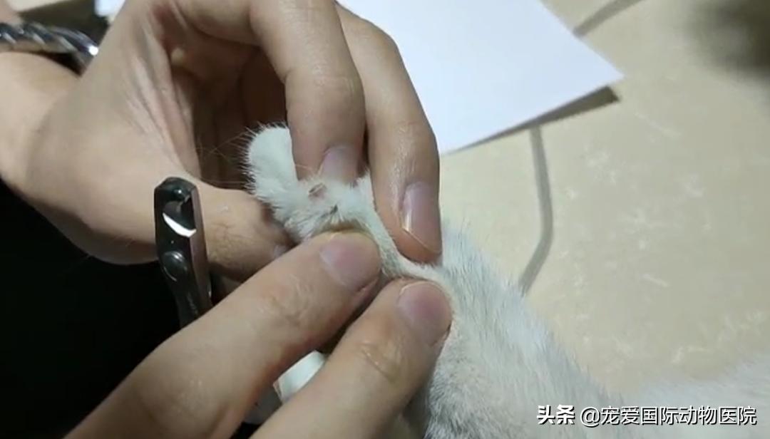 猫肥厚型心肌病的预防措施,猫肥厚型梗塞性心肌病