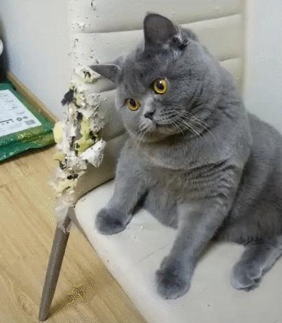 猫咪在电饭煲上拉臭臭，差点把铲屎官气晕在厕所