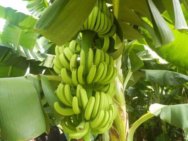 牛奶煮香蕉真的能缓解便秘吗,便秘吃香蕉不管用怎么办