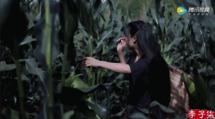 抖音全网第一名李子柒,李子柒抖音最火的女人