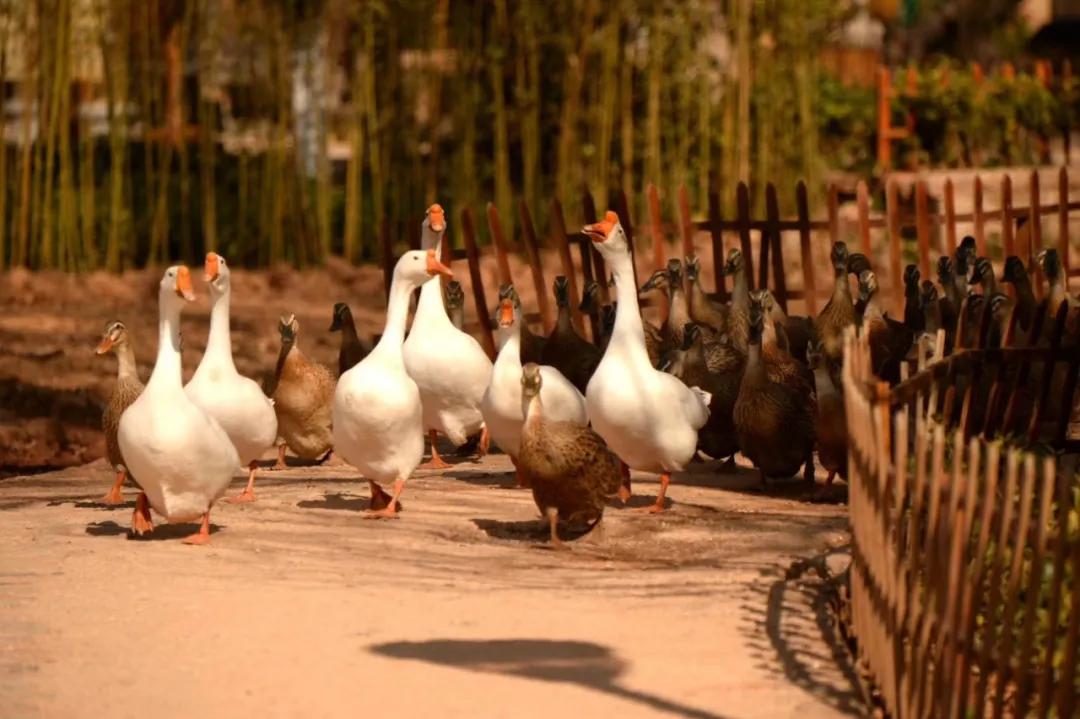 仲夏：在一本古籍中与明朝的云南县相遇