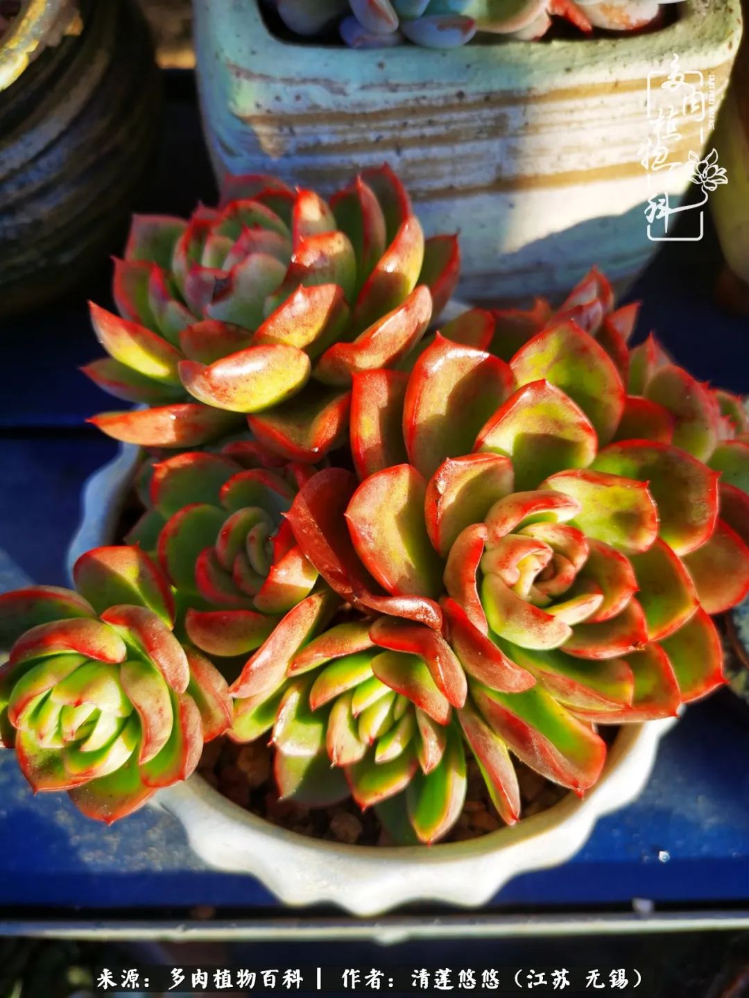 可爱多肉的露脸照,多肉大合照视频