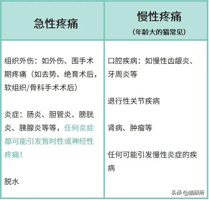 怎样才能看出猫咪对你放下警惕了,怎样发现猫咪的症状