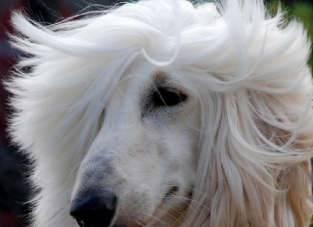 长毛狗阿富汗猎犬游泳,长毛狗阿富汗猎犬多少钱