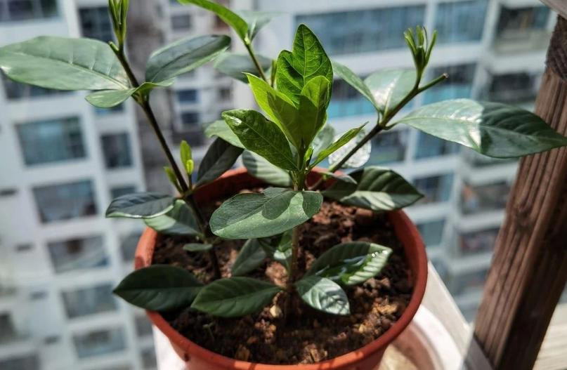 栀子花叶子耷拉发蔫怎么回事,栀子花的叶子发蔫要怎么解救